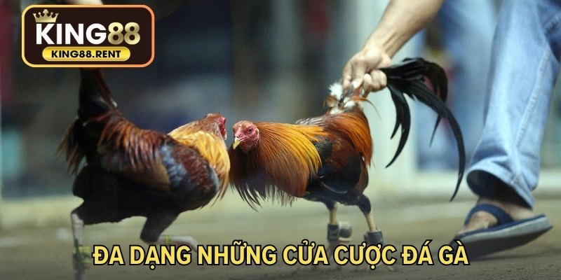 Đa dạng những cửa cược đá gà