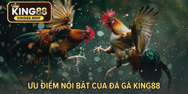 Ưu điểm nổi bật của đá gà KING88